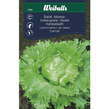 Isbergsalat 'Calmar'